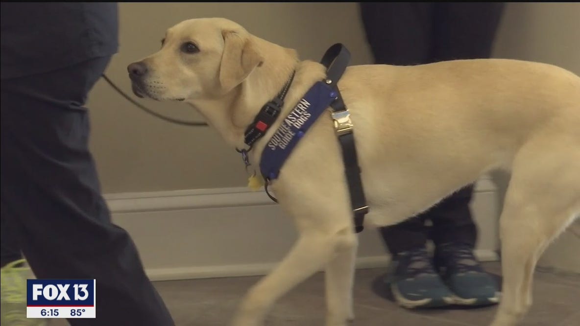 Dogs detect patients with COVID-19 at Doctors Hospital
